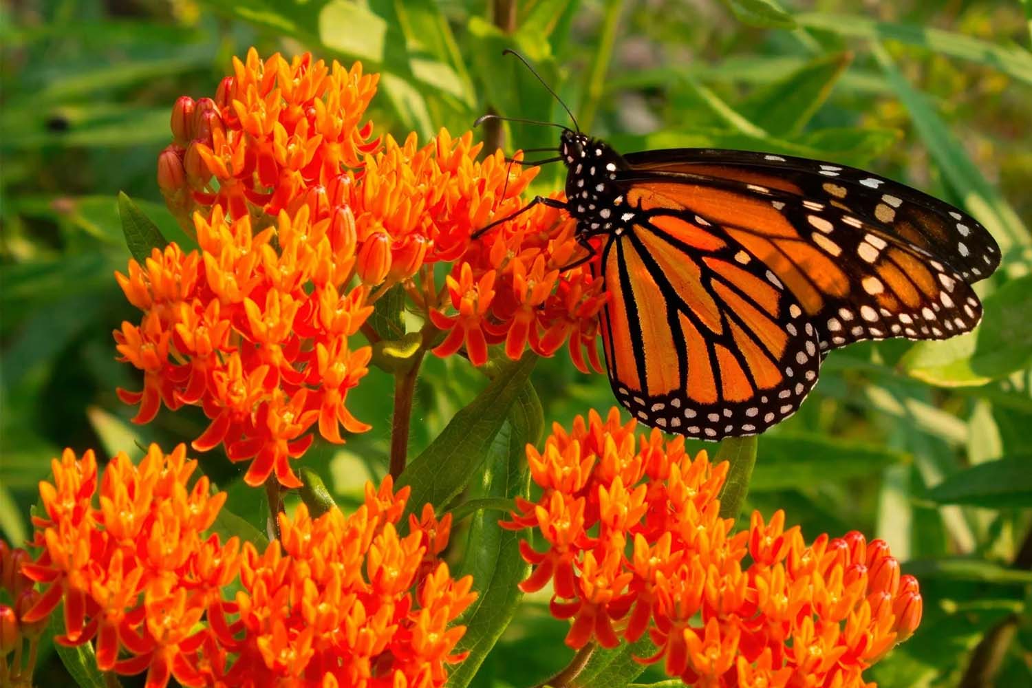 Asclepias tuberosa - Butterfly Milkweed Long Island Native Plantings Suffolk Hydroseeding.com 
